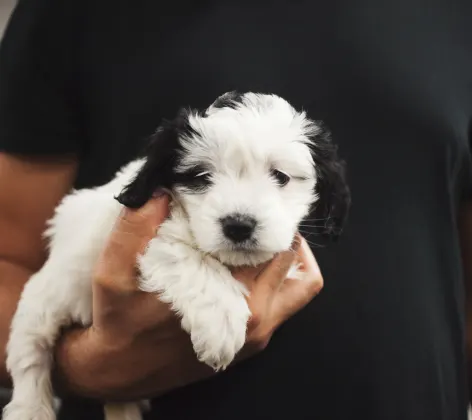 man holding puppy in his arm